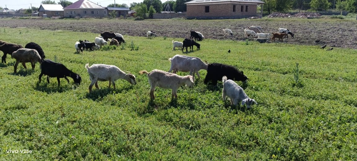 Продам коз с козлятами или обменяю на крупно рогатый скот