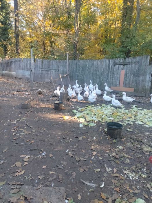 Vand Rate Murland, greutate intre 4 si 5 kg