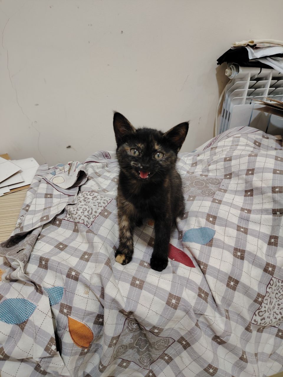 Котёнок в добрые руки