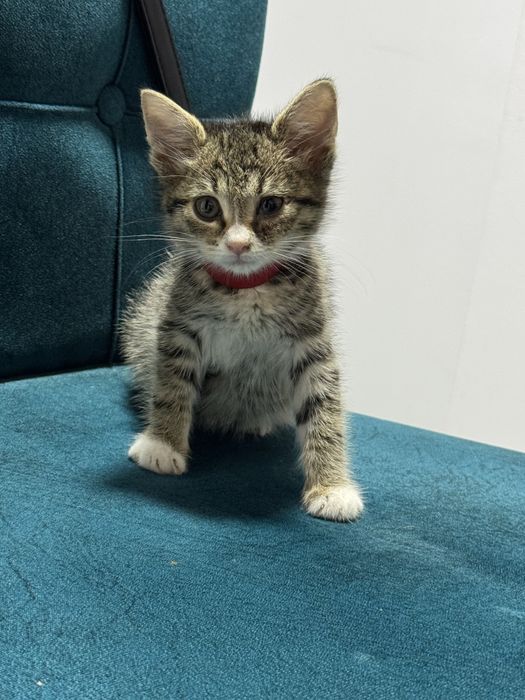 Pui pisica American shorthair