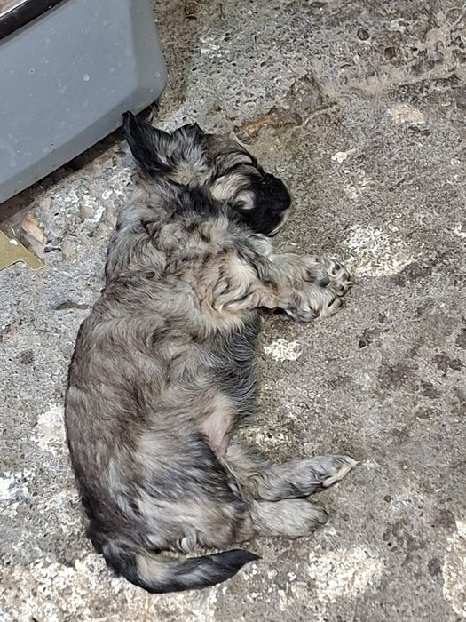 4 момичета и 1 момче Пекинези