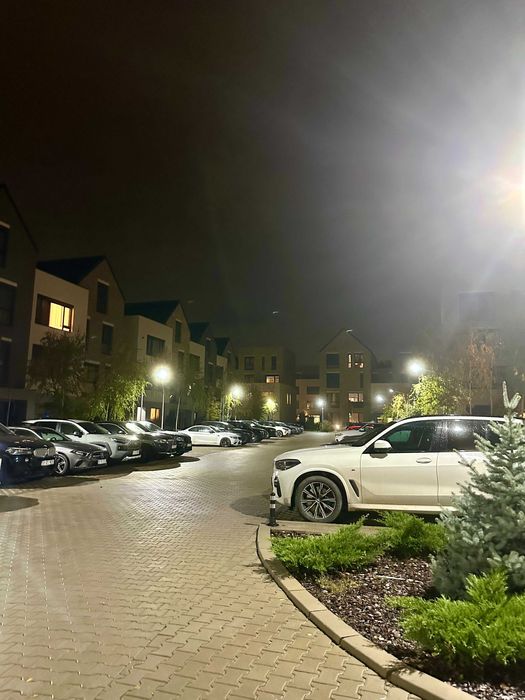 Catted Family Pipera