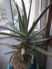 Vând Aloe Barbadensis-aloe Vera