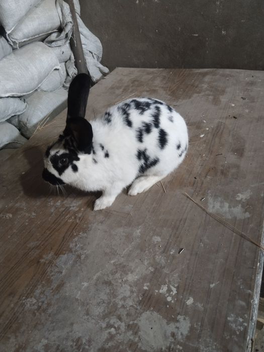 Boğoz quyonlar sotiladi