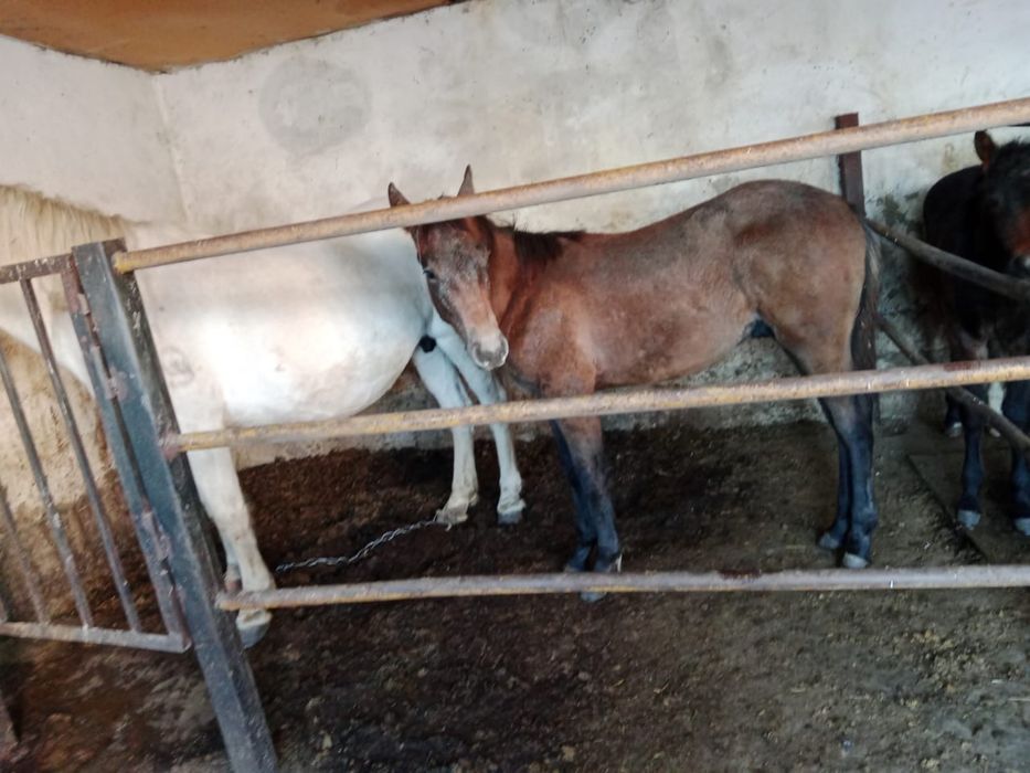 Продам лошадь.