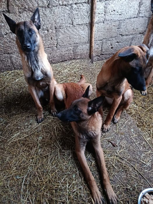 Продам щенков малинуа