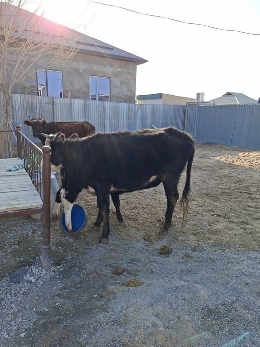 Продаётся корова