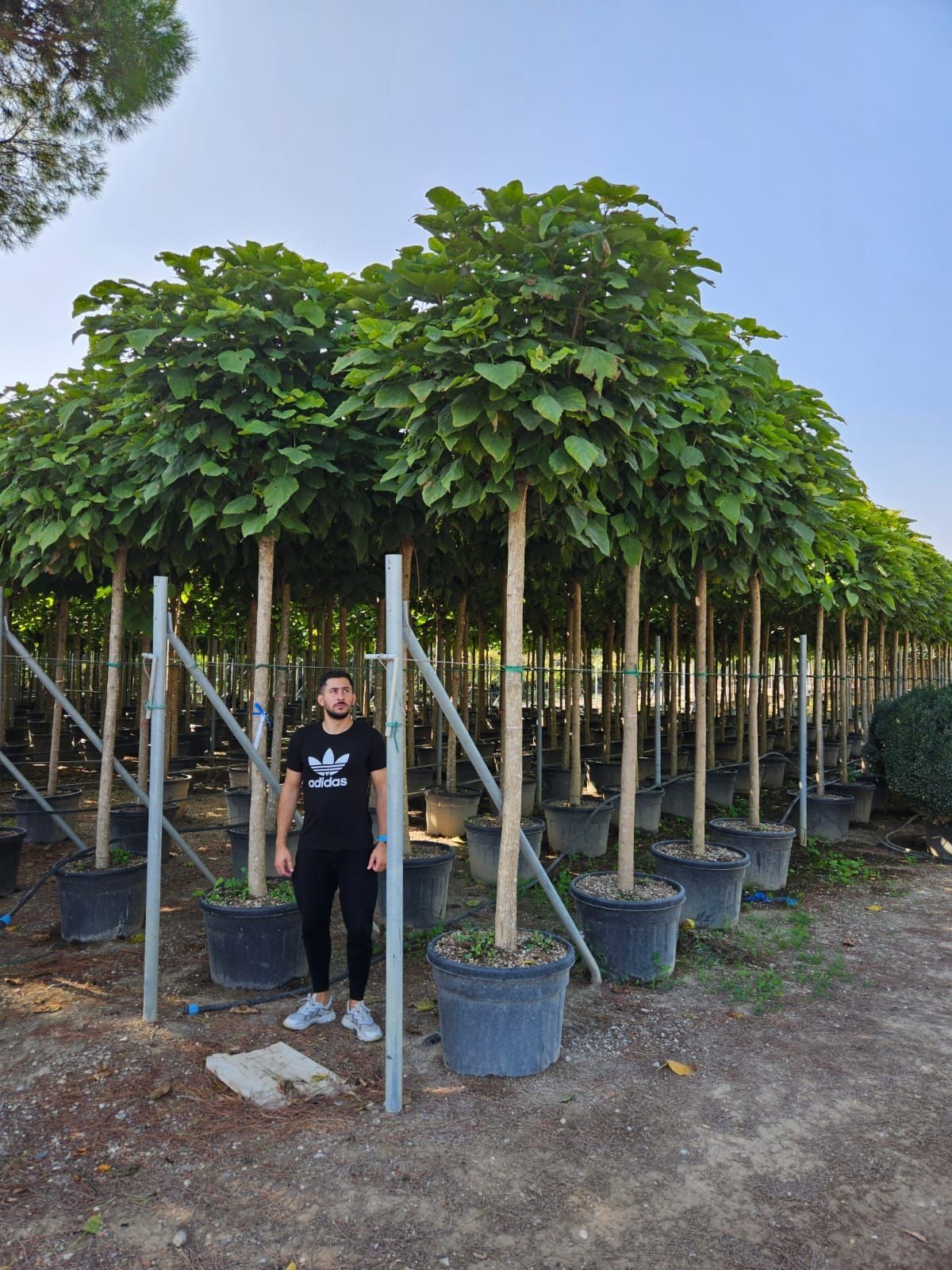 Catalpa globulară toate dimensiunile