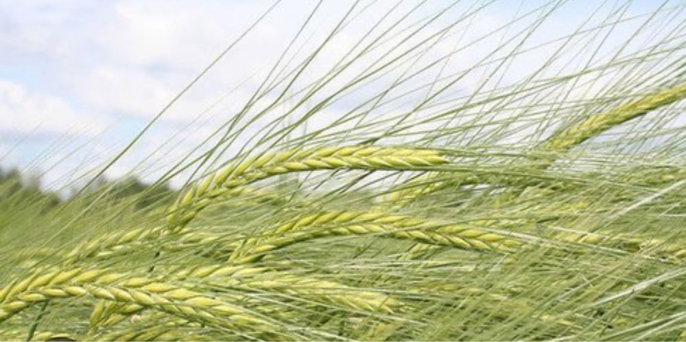 Продам: ячмень, отходы, отруби