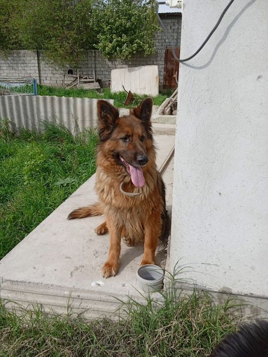 Немецкая Овчарка Длишёрстная 1,5 года Сука Обучен Командам Обучена