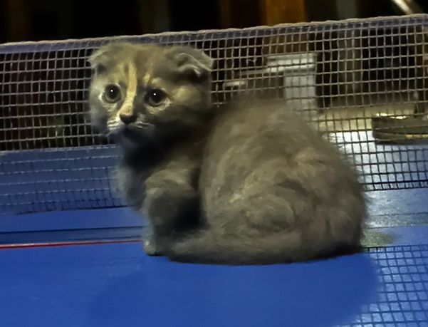 Продается котенок коротколапый манчкин фолд вислоухий