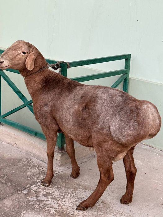 Arashan edilbay gibrit qochqor sotiladi