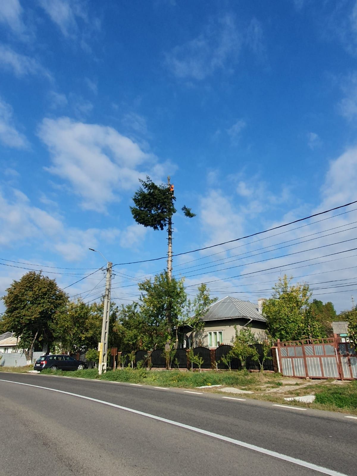 Toaletare arbori defrisari toaletari arbori copaci taiere taieri arbor