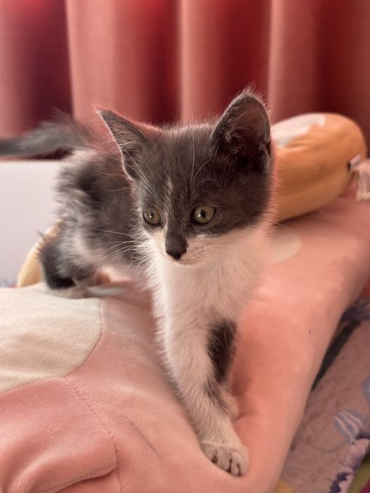 Отдам котенка в хорошие руки Бесплатно