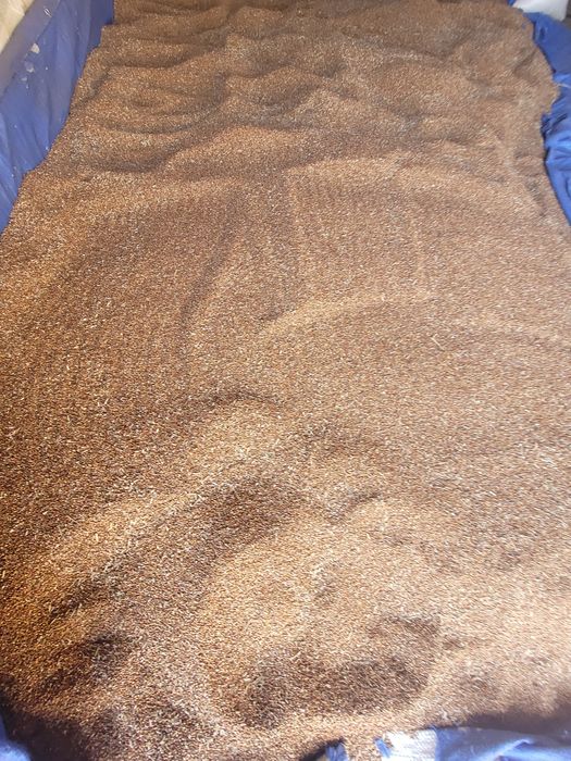 Sorg și ovăz de vânzare.