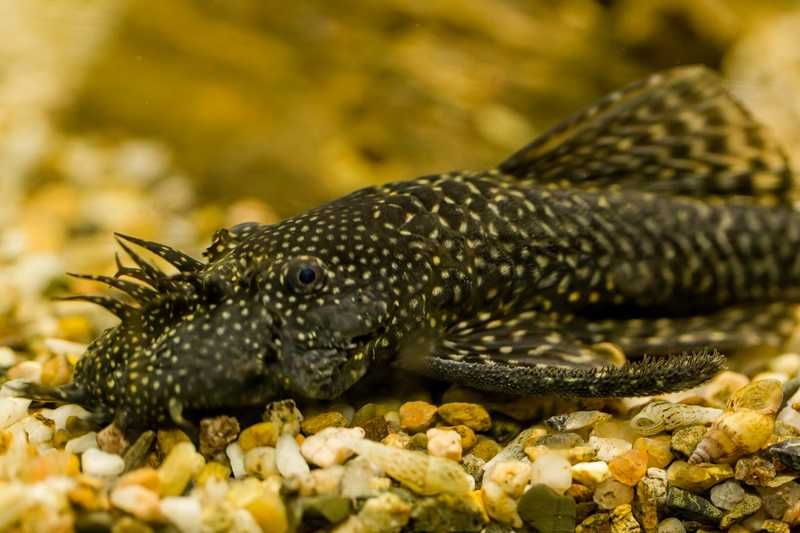 Pesti acvariu, pui Ancistrus, 1.5-3.0 cm
