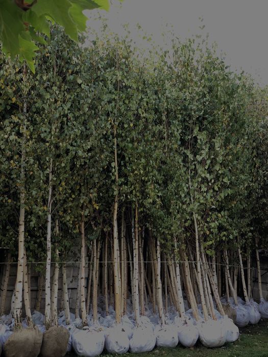 Mesteacan alb oferim transprot