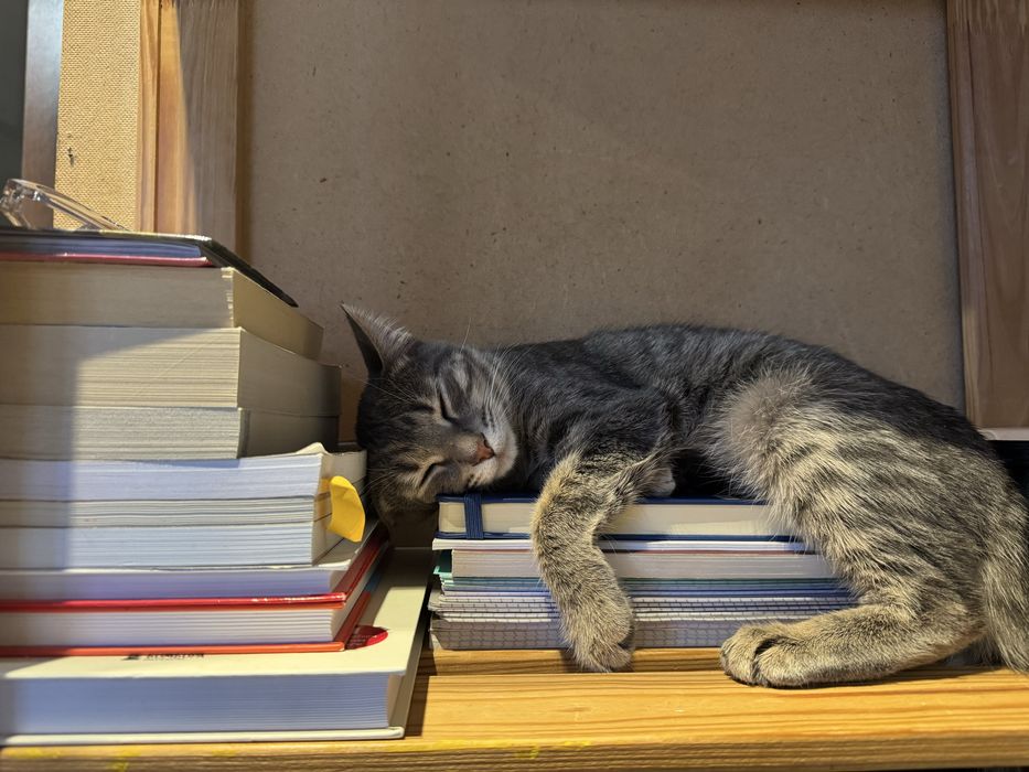 Кот               .