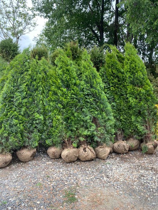 Tuia,leilandii,arizonica glob