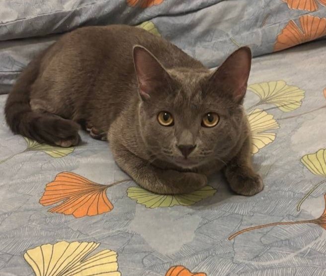 Продаётся кот 6 месяцев