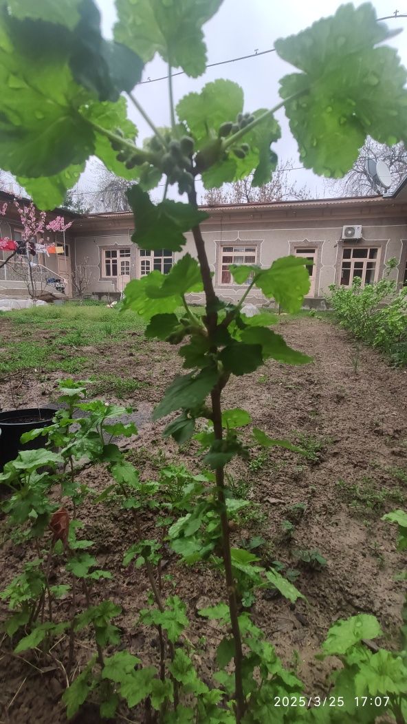 Перечная мята, клубника корейский сорт душистая смородина