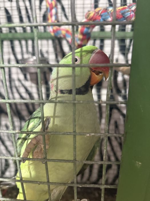 Preț negociabil Papagal  marele Alexander