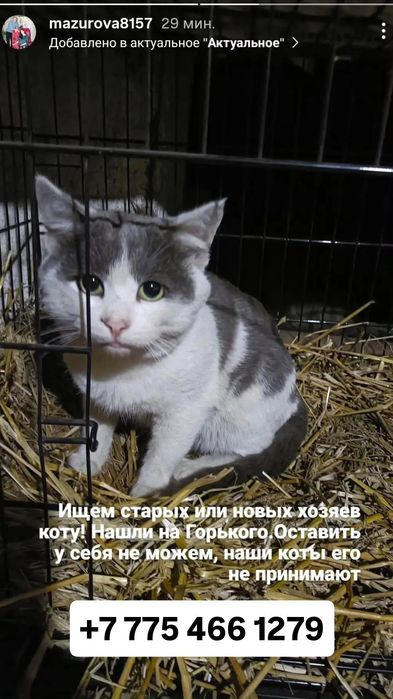 Котик .ищем хозяев