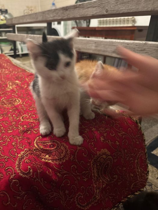 Отдаем     котят