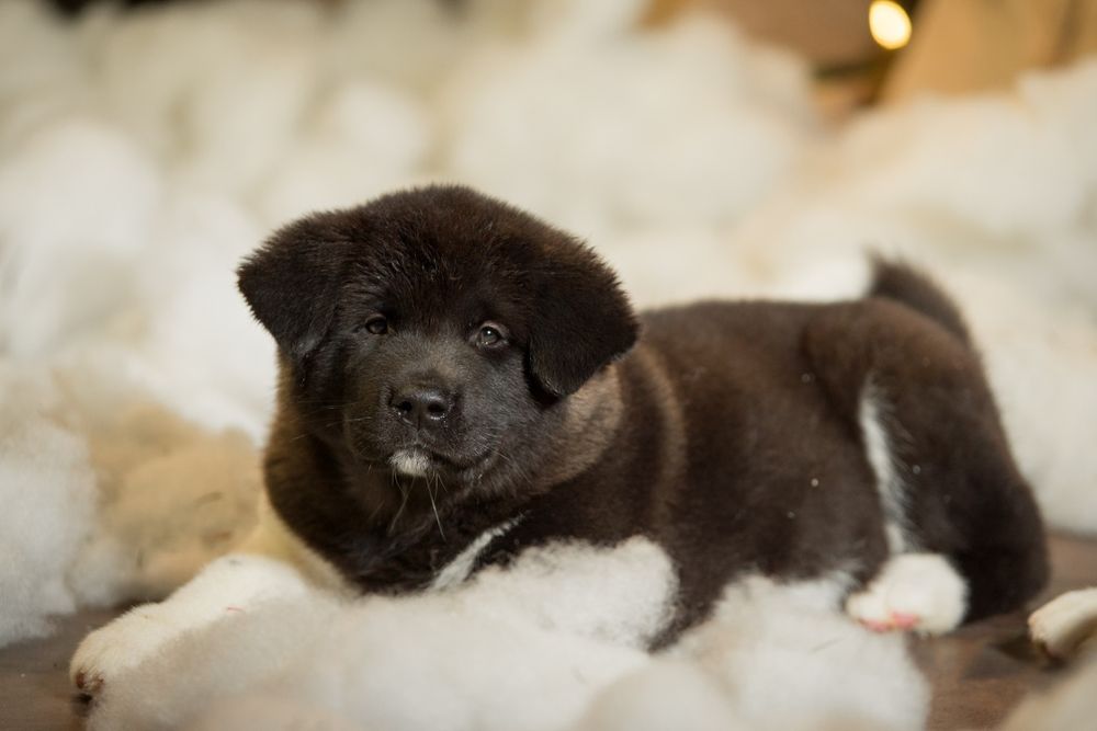 Мощные щенки Американской Акиты готовы покармтть Ваше сердце