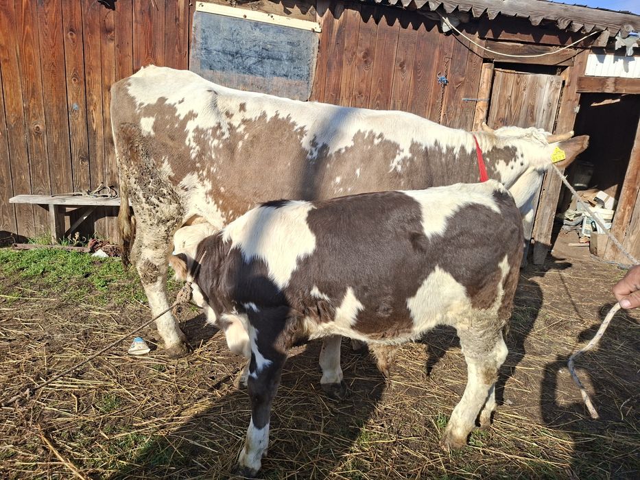Vand  vaca cu vitel