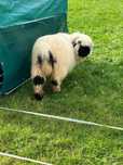 Oi Valais Blacknose