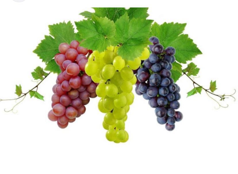 Vând struguri pentru vin !!