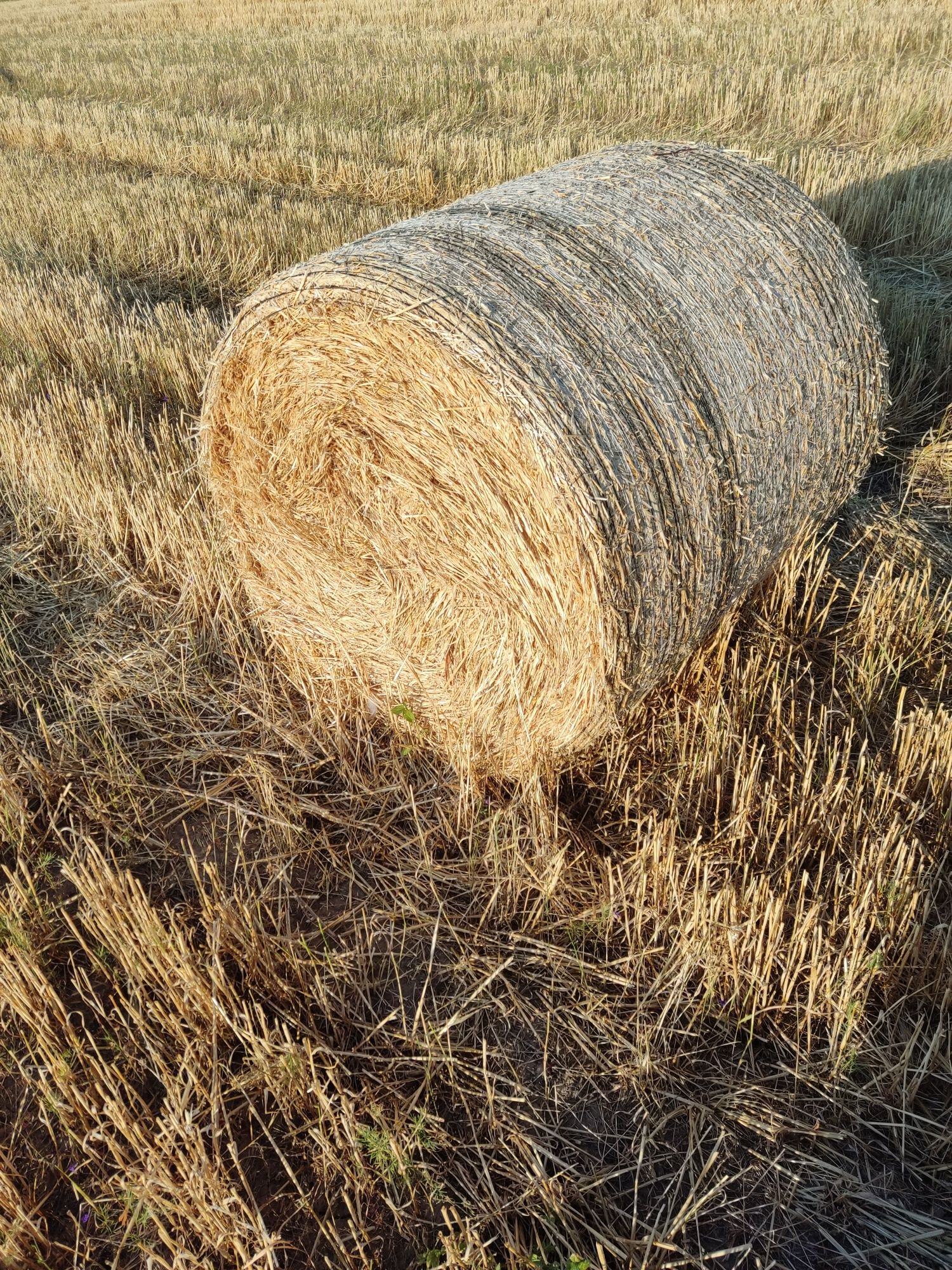 Baloți paie de orz , secară, grâu și triticale