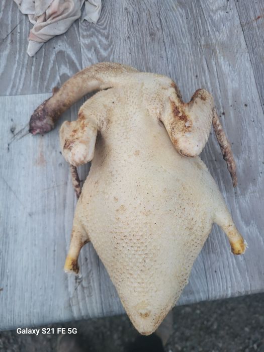 Срочно продам мясо домашних уток