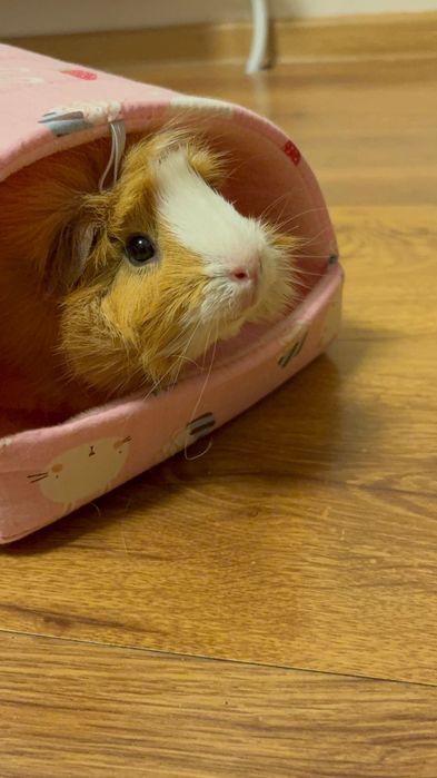 Подарявам морско свинче