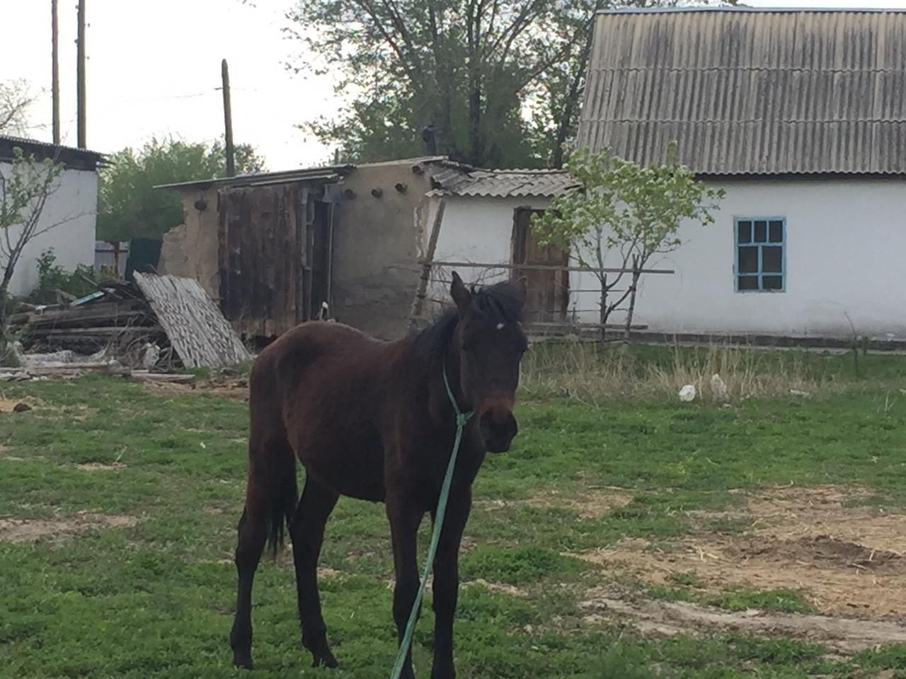 Продам жерепчика