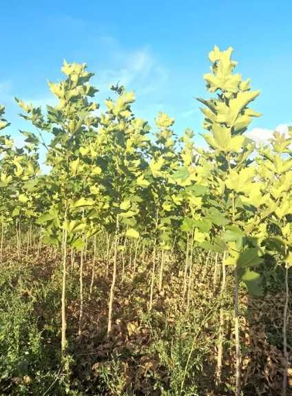 Mesteceni , Tei , Plante Foioase de sezon