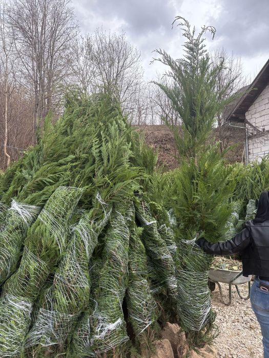 Gazon  rulou si leyalndii chiparos la cel mai bun pret
