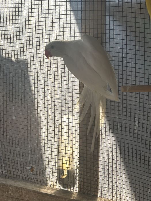 Papagali Micul Alexandru