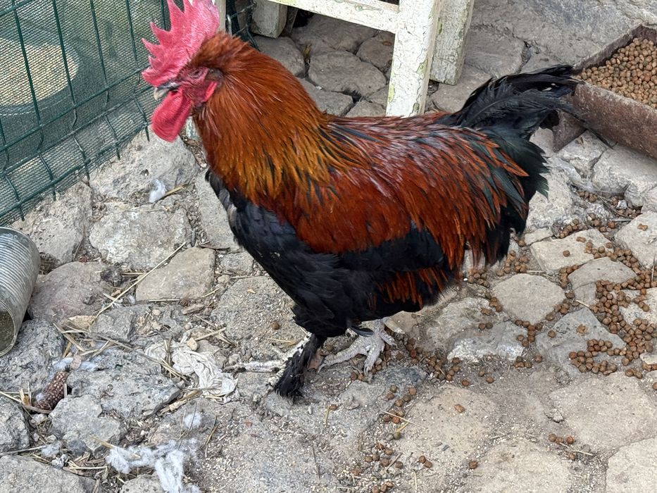 Cocos marans de 2 ani