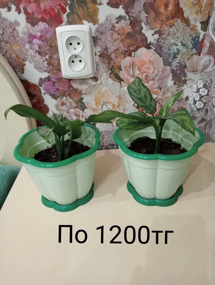 Комнатные цветы.Продам срочно.