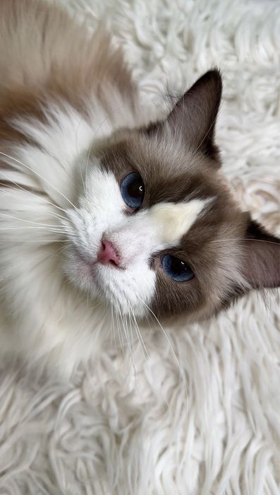 Регдолл девочка, стерилизованная