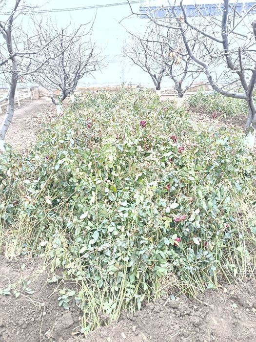 Атиргул кучатлари сотилади, чёрный магия