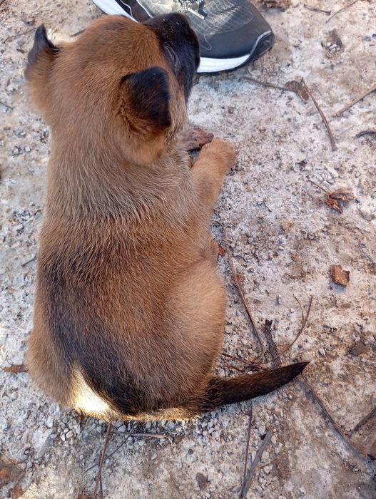 Белгийски овчарки