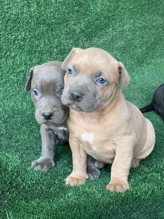 Продается чистокровный щенки питбули один девочка два мальчика