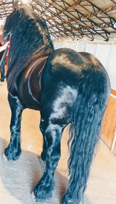 Vand mânză de 6luni jumate