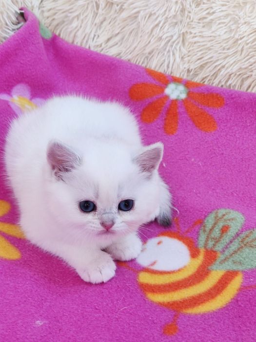 British shorthair NS 11 33  băieței și fetite