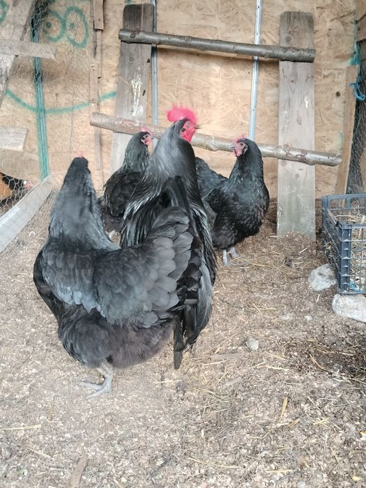 Vând o famile de vorwerk 1+3 și 2 cocoși austrolop și 4 găini