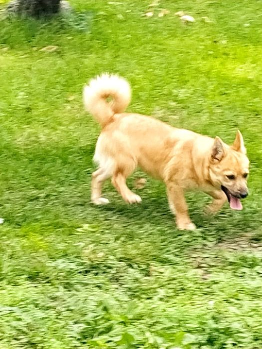 Продавам женско кученце