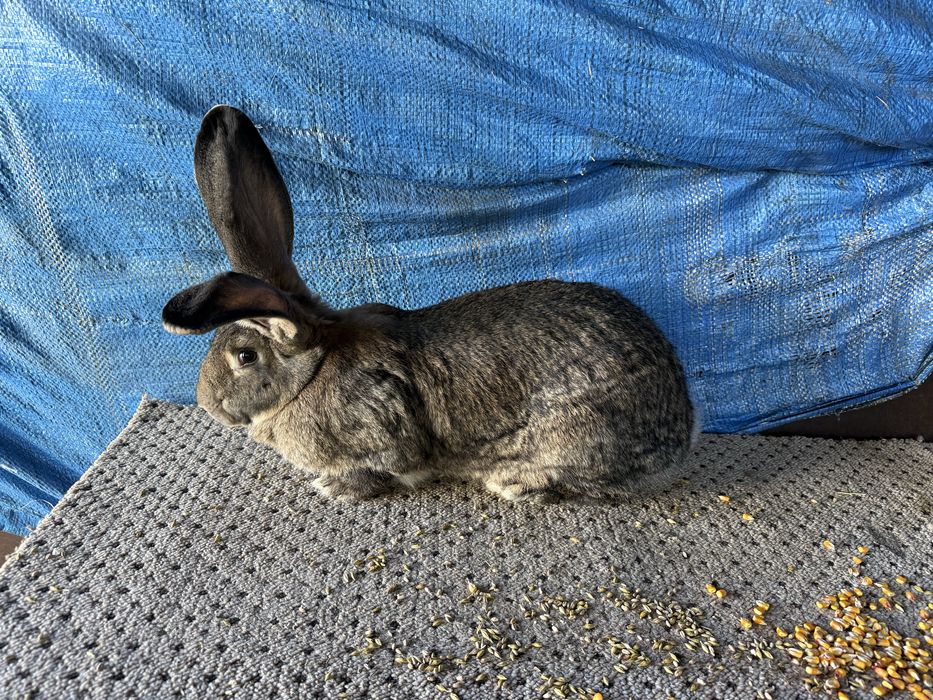 Disponibil 3 femele urias german